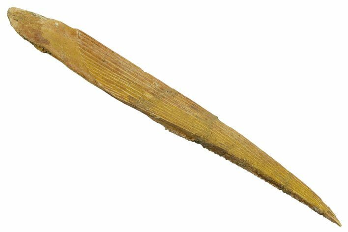 Huge, Fossil Shark (Hybodus) Dorsal Spine - Morocco #353149